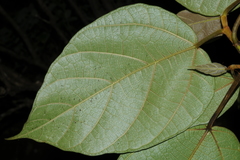 Ficus carica